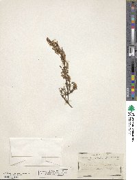 Calluna vulgaris image