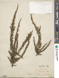 Calluna vulgaris image