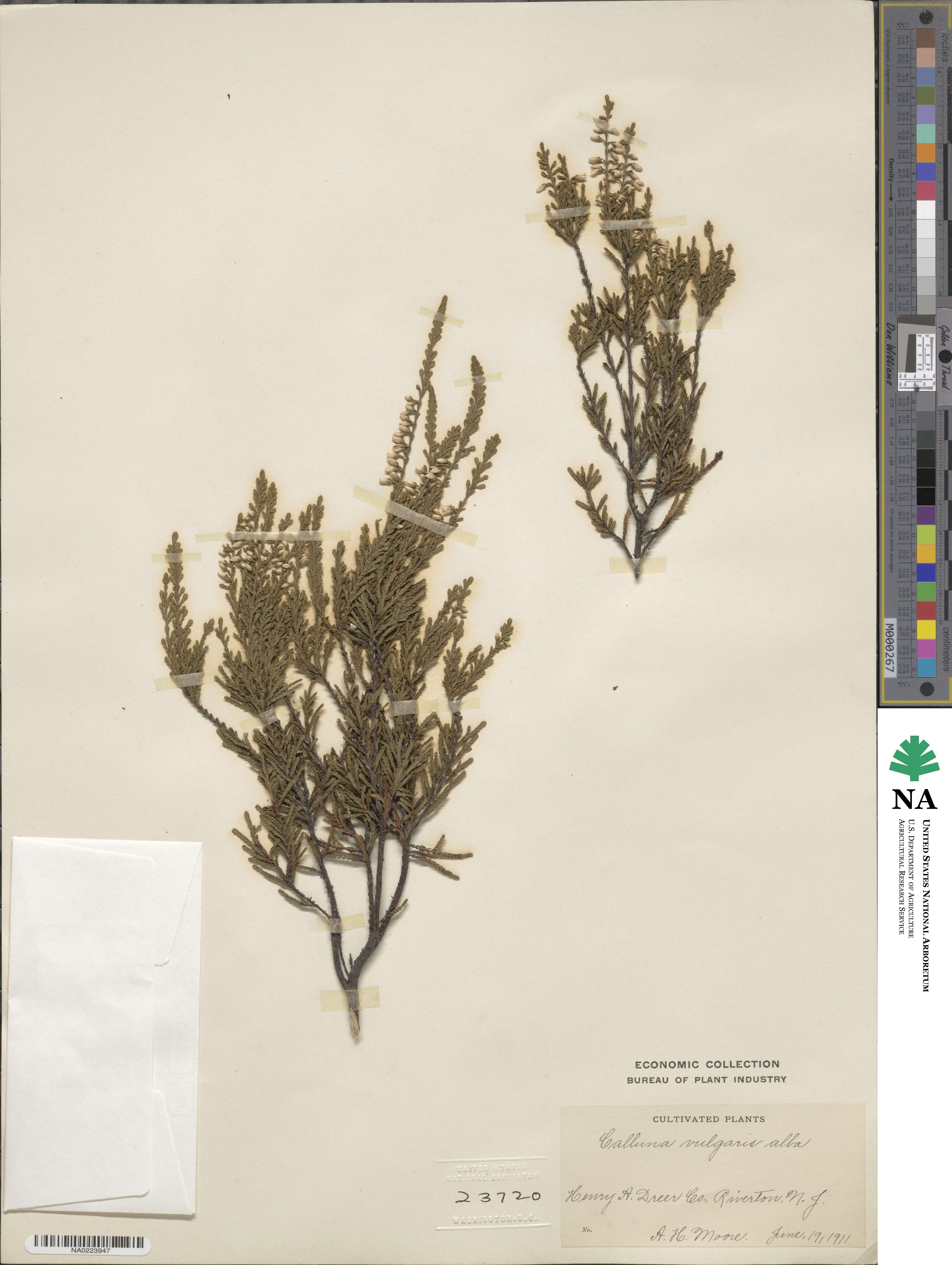 Calluna vulgaris image