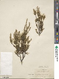 Calluna vulgaris image