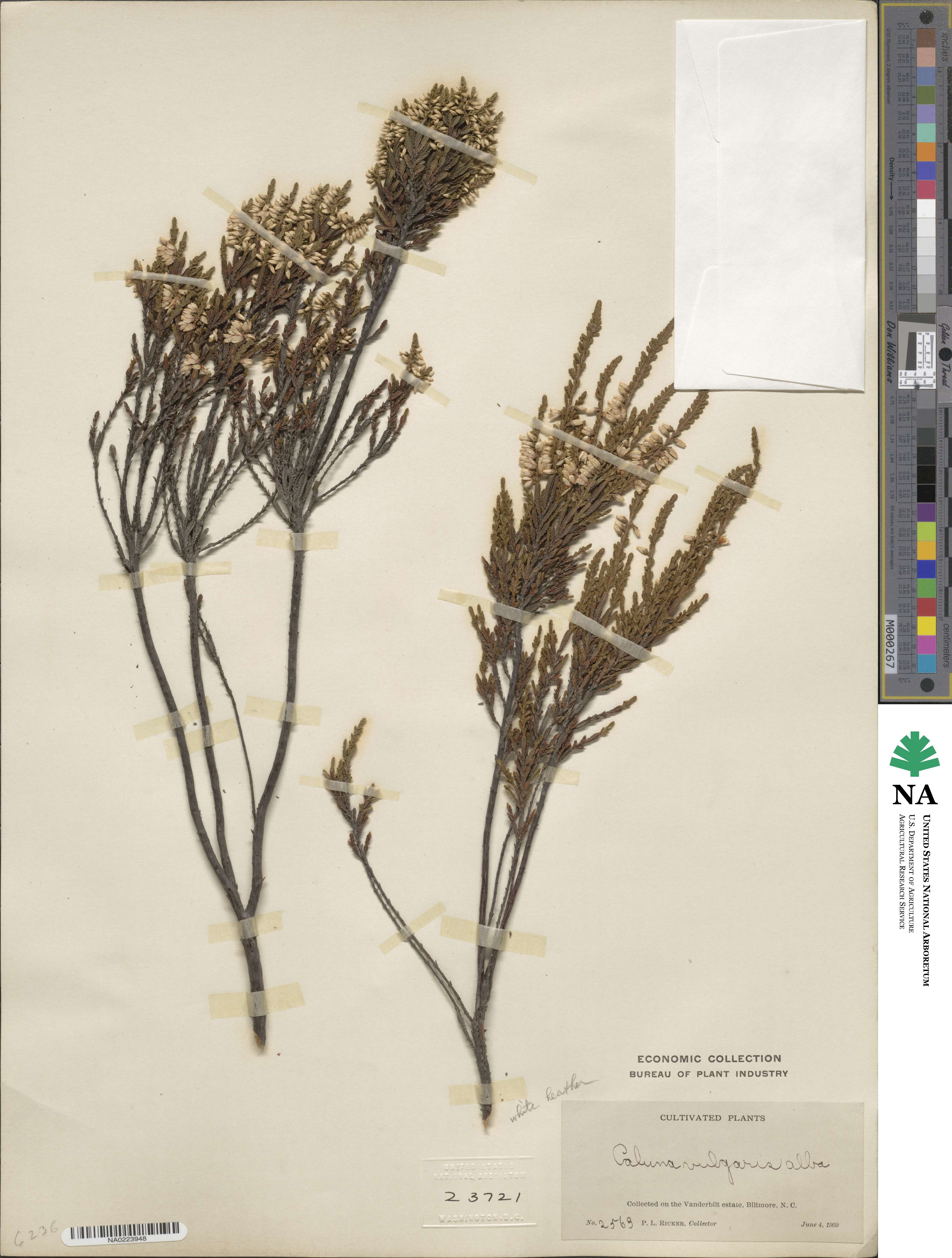 Calluna vulgaris image