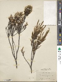 Calluna vulgaris image