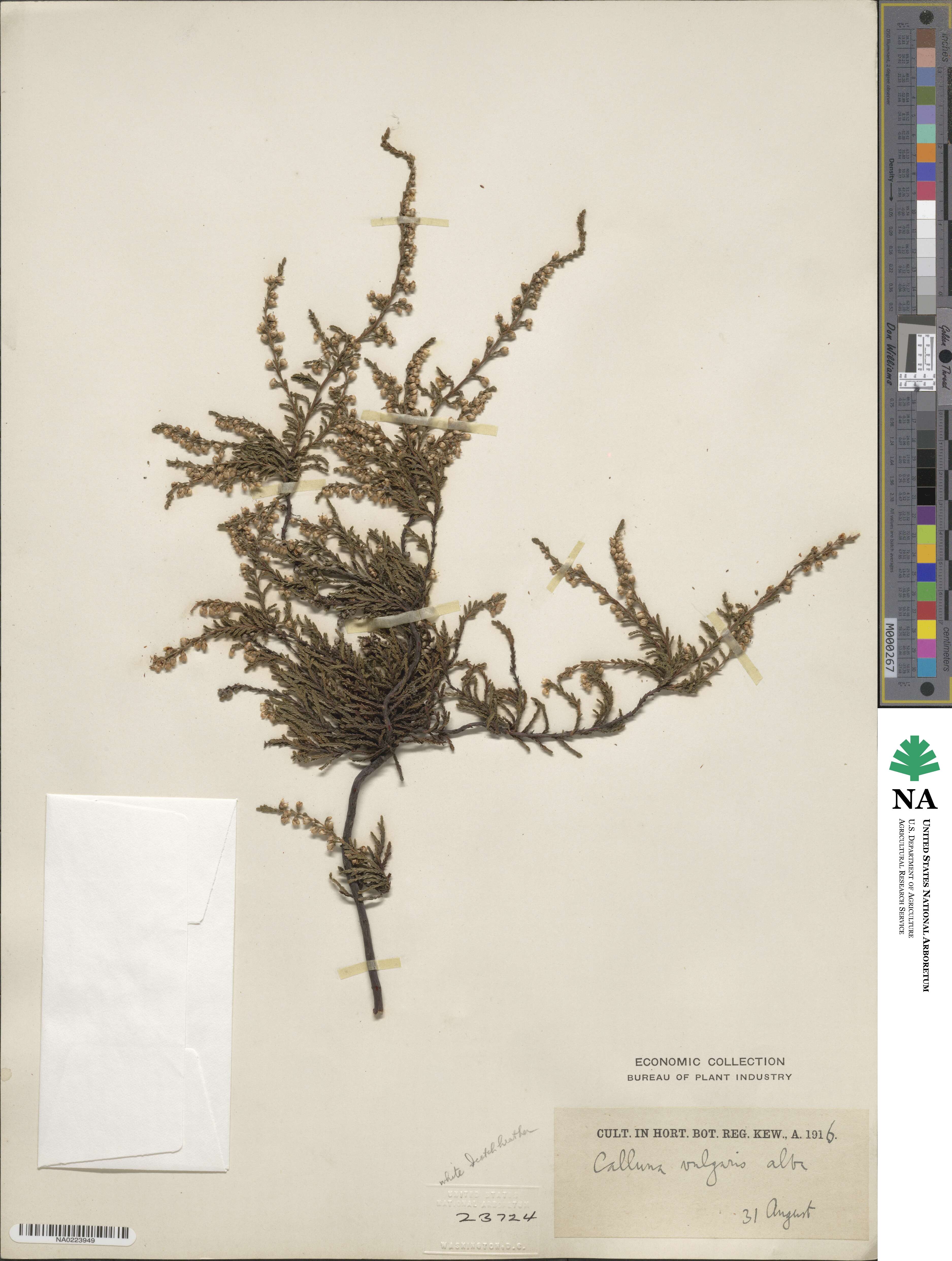 Calluna vulgaris image