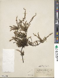 Calluna vulgaris image