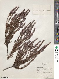 Calluna vulgaris image