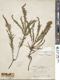 Calluna vulgaris image