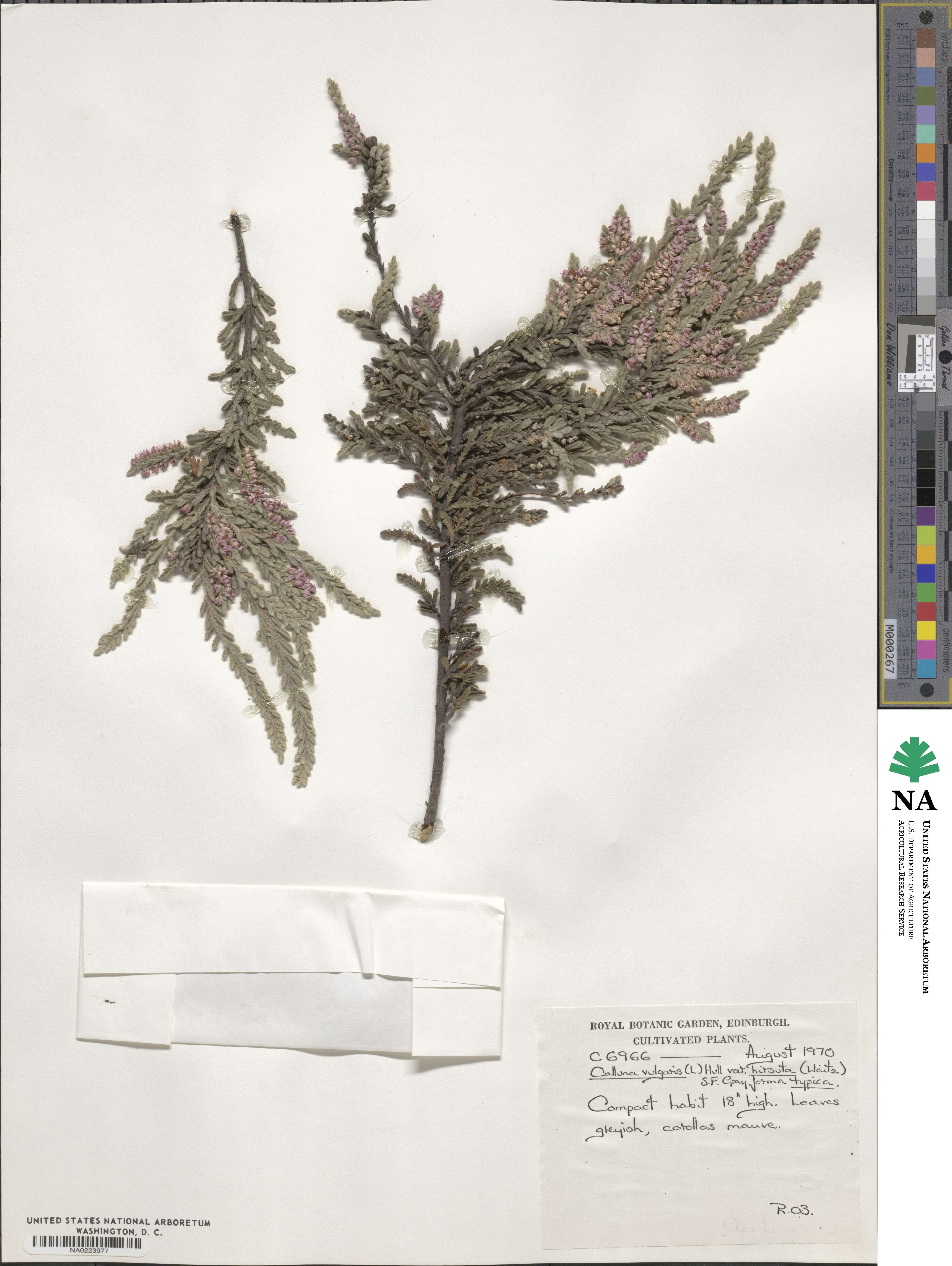 Calluna vulgaris image