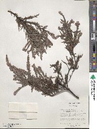 Calluna vulgaris image