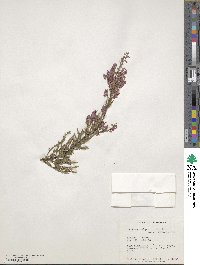 Calluna vulgaris image