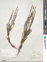 Calluna vulgaris image