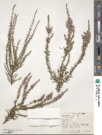 Calluna vulgaris image