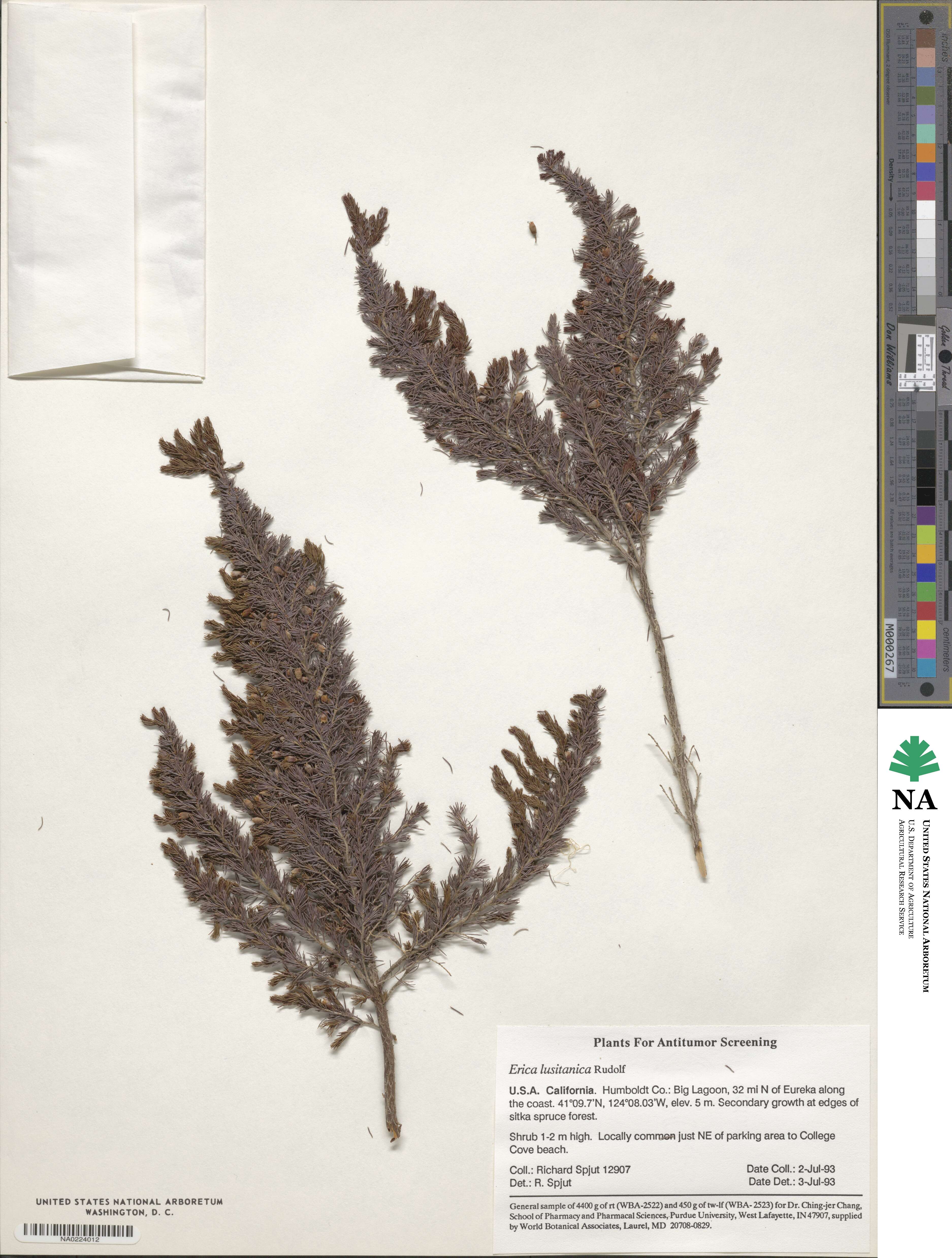 Erica lusitanica image