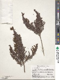 Erica lusitanica image