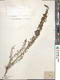 Erica arborea image