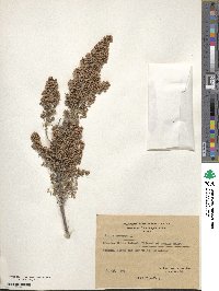 Erica arborea image