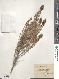 Erica arborea image