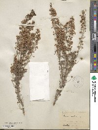 Erica arborea image