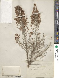 Erica arborea image