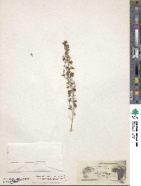 Erica arborea image