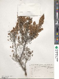 Erica arborea image