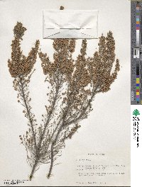 Erica arborea image