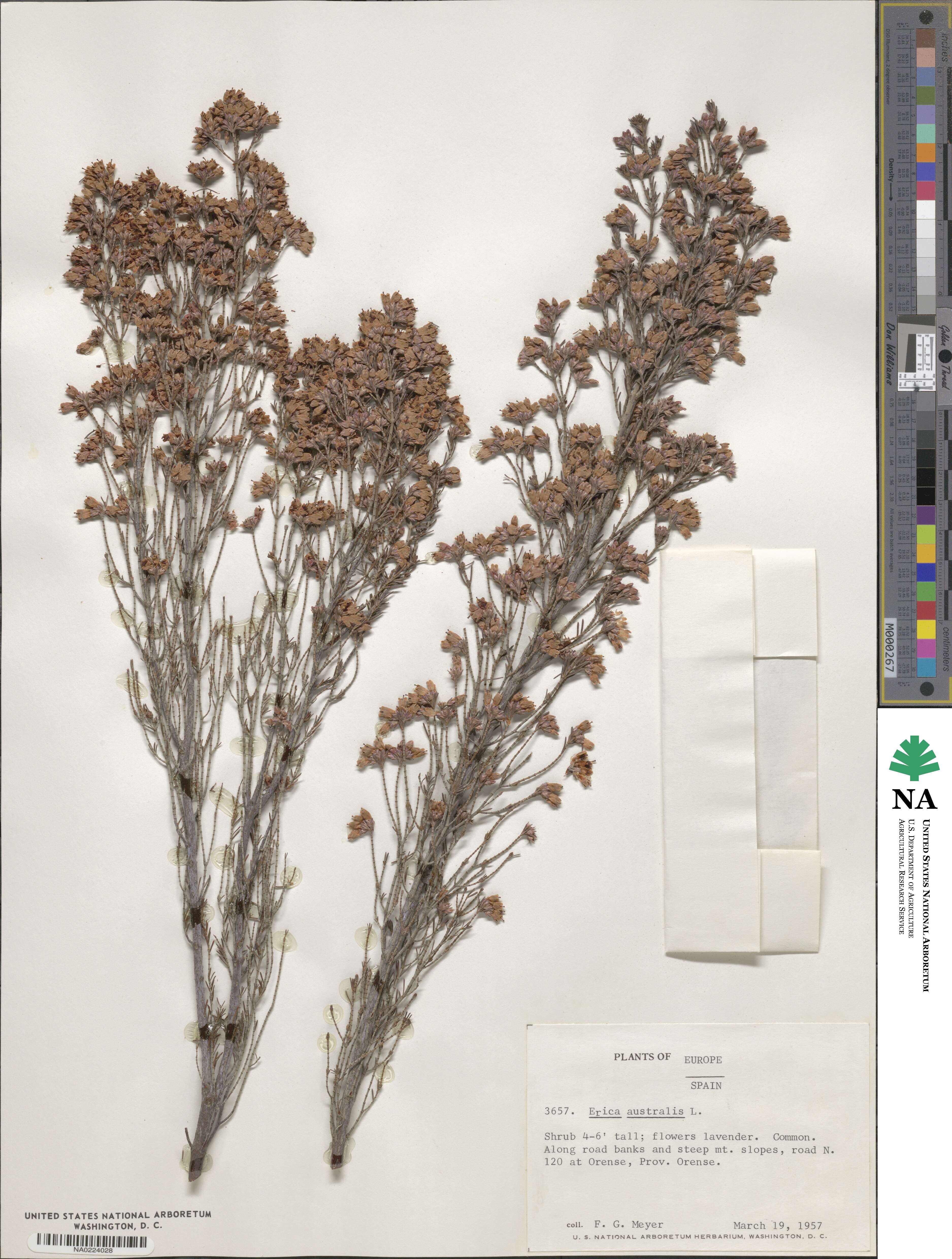 Erica australis image