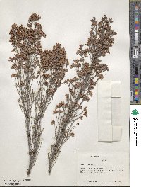 Erica australis image