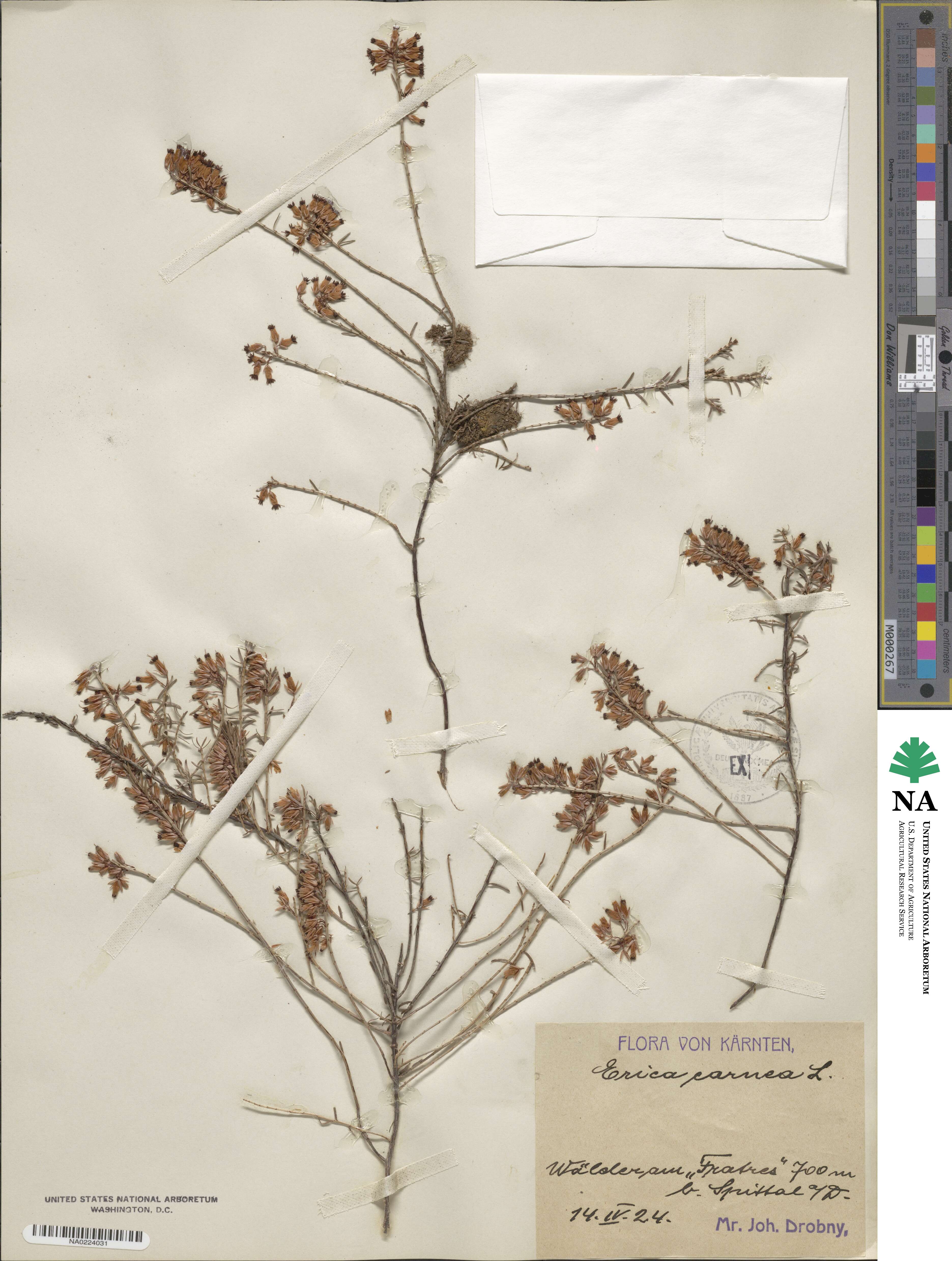 Erica carnea image
