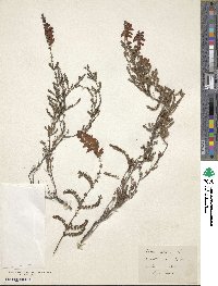 Image of Erica ciliaris