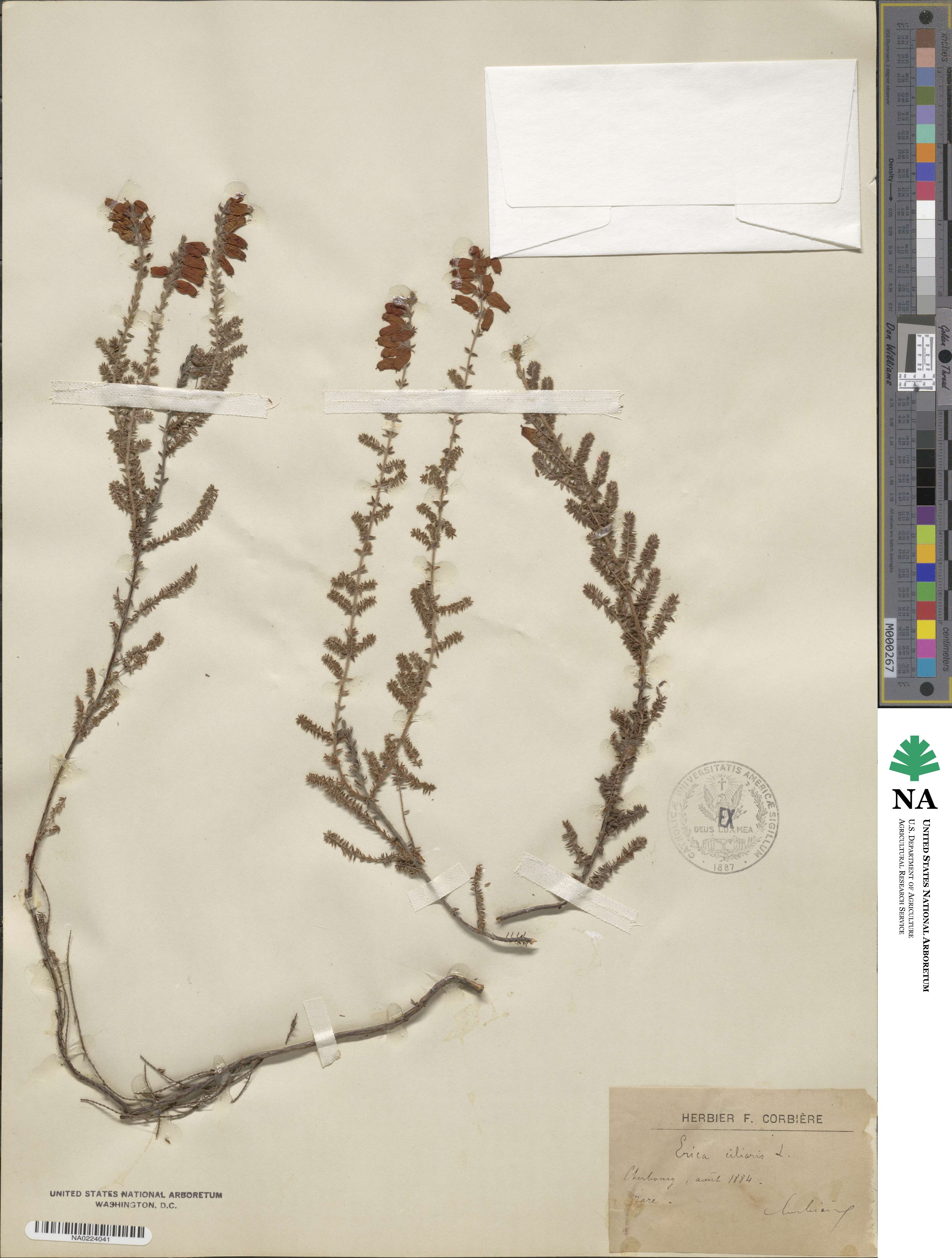 Erica ciliaris image
