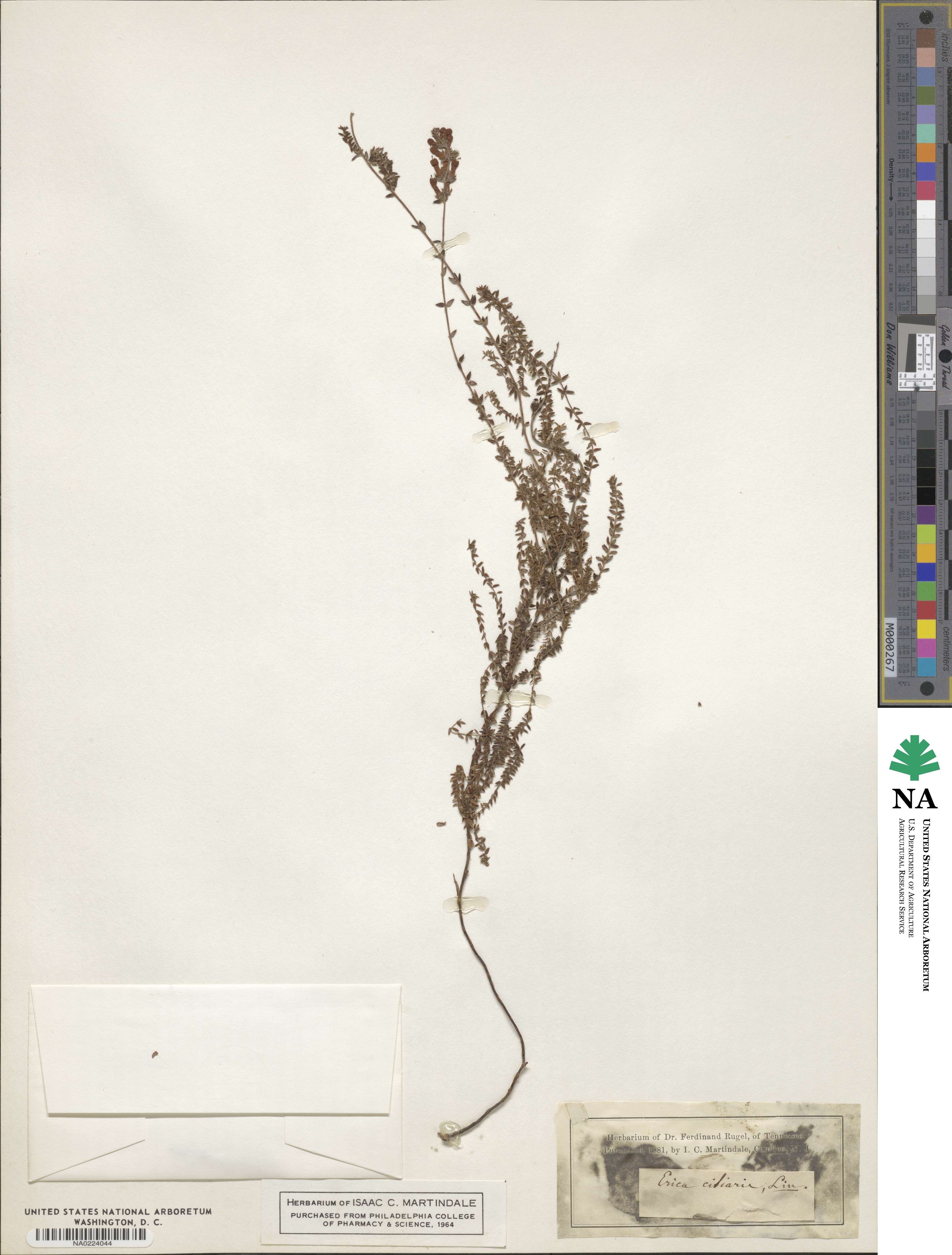 Erica ciliaris image