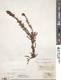 Erica ciliaris image