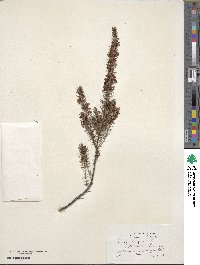 Erica vagans image