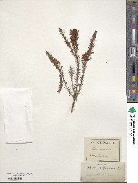 Erica vagans image