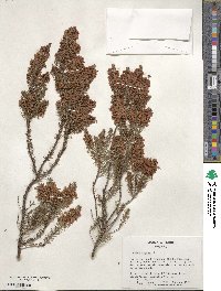 Erica vagans image