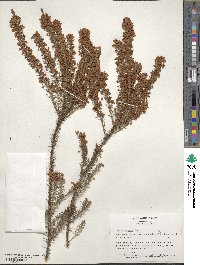 Erica vagans image