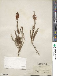 Erica vagans image