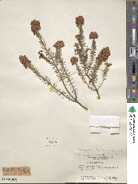 Erica vagans image