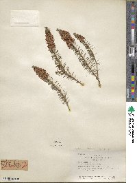 Erica vagans image