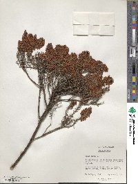 Erica vagans image