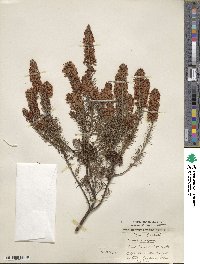 Erica vagans image