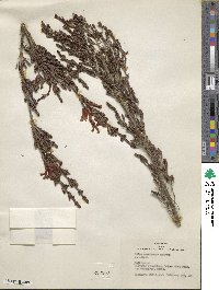 Erica versicolor image