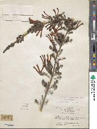 Erica versicolor image