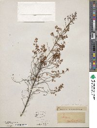 Erica verticillata image