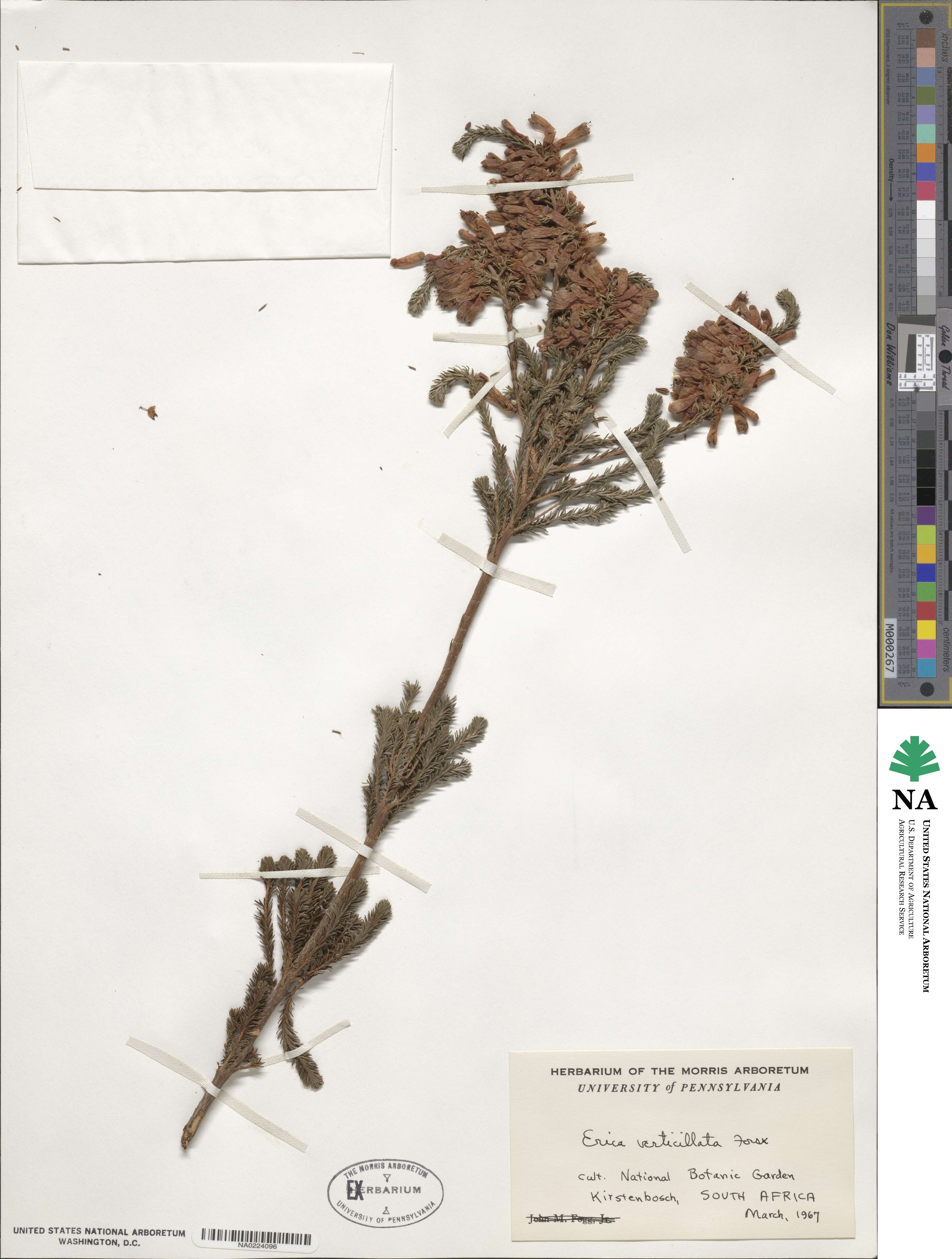 Erica verticillata image