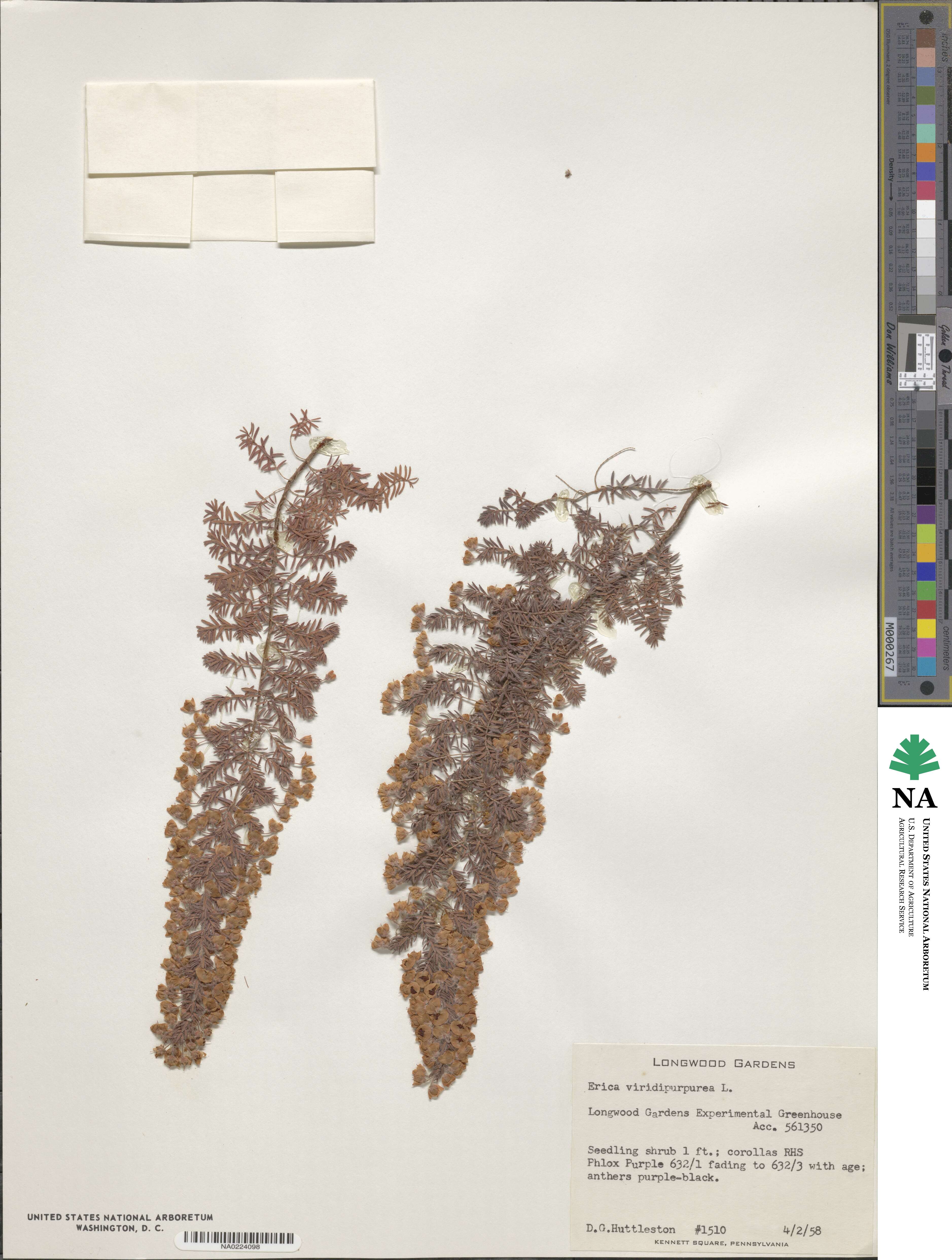 Erica viridipurpurea image