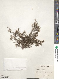 Erica peziza image