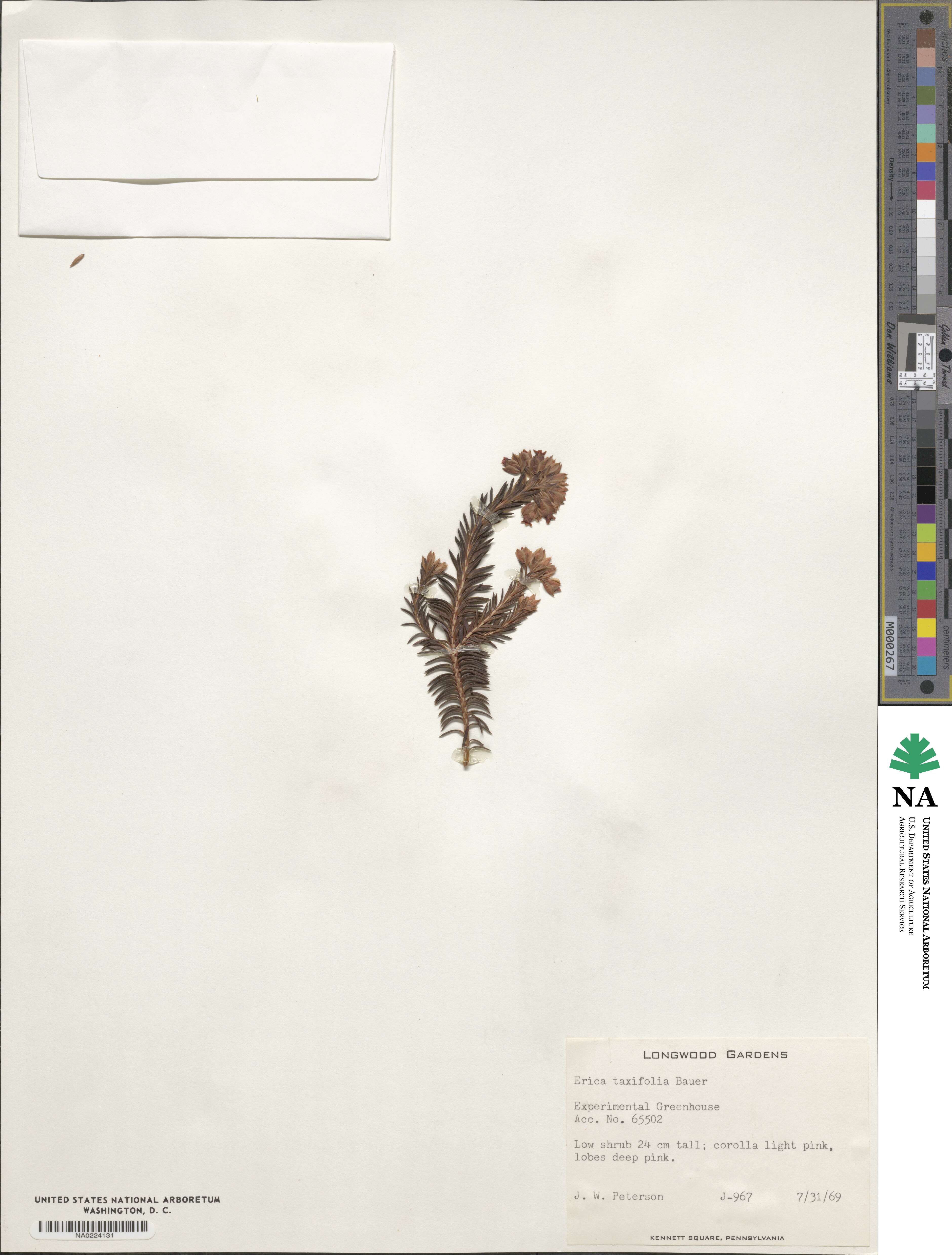 Erica taxifolia image