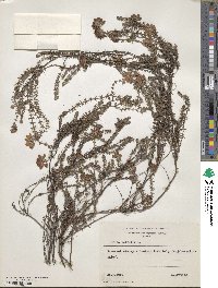 Erica tetralix image