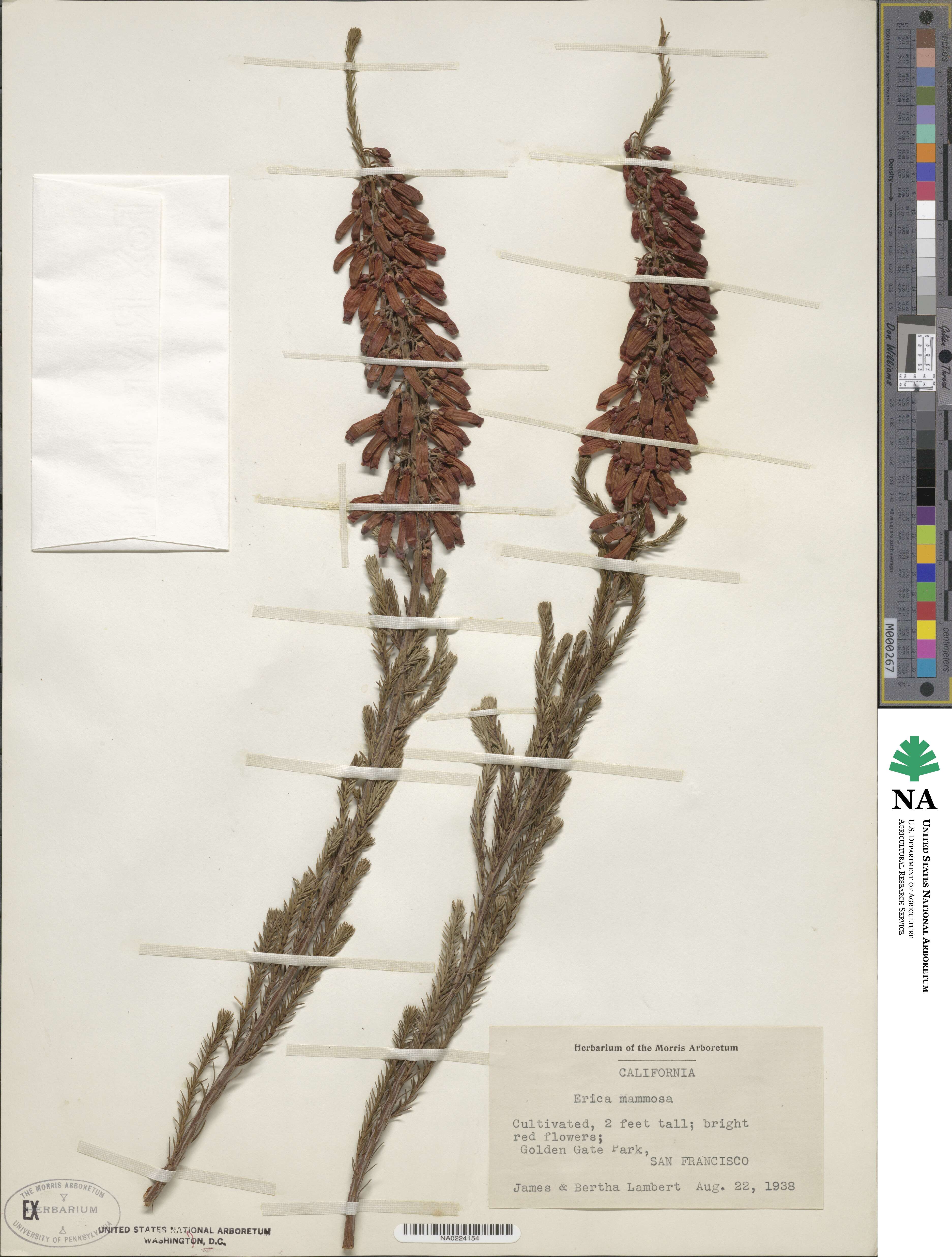 Erica mammosa image